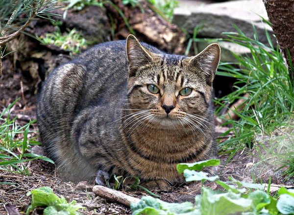 Come riconoscere i segnali di uno stato di ansia in un gatto di razza Peterbald e quali misure adottare?